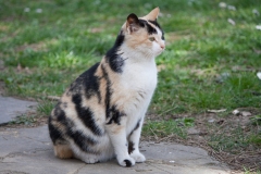 Pregnant Dilute Calico Cat