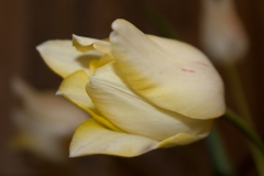 Light Yellow Tulips