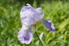 Sweet Iris