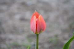 Red Tulip