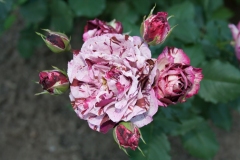 Pink-Purple Rose