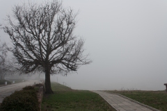 Lone Tree on a Misty Background