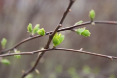 Baby Leaves on Branches in Early Spring