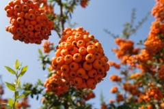 European Rowan Fruit