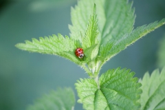 Ladybug on a Nettle Branch