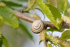 Snail on a Tree Branch